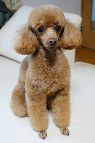 Toy Poodle Grooming Styles | www.pixshark.com | Poodle puppy, Toy poodle, Toy poodle puppies