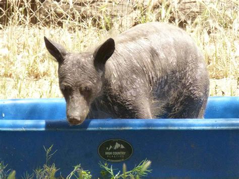 Hairless Bear Recovers and Grows Fur After 2 Years of Rehab