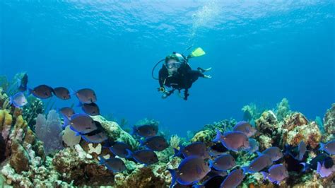 The Ultimate Guide To Scuba Diving In Turks And Caicos