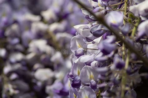 Explosion of Wisteria Flowers Stock Image - Image of bloom, flower: 179911545