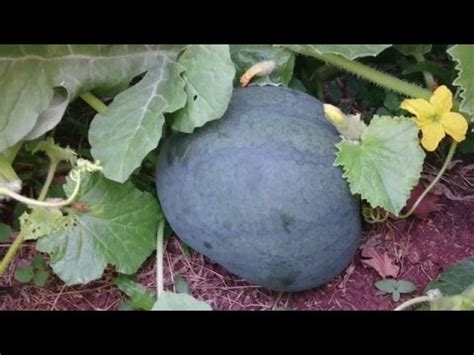 Watermelon pruning - YouTube