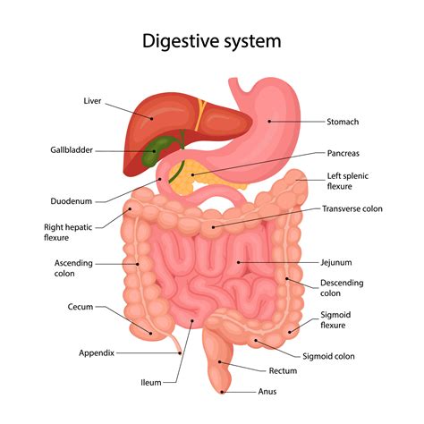 Anatomy of the human digestive system with a description of the ...