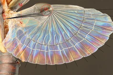 Earwig wings inspire new folding technology