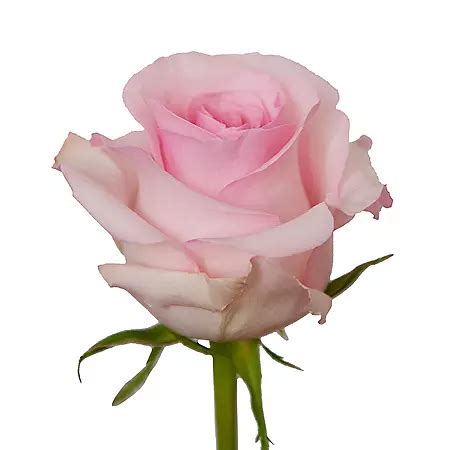 Long Stem Roses, Light Pink (100 stems) - Sam's Club