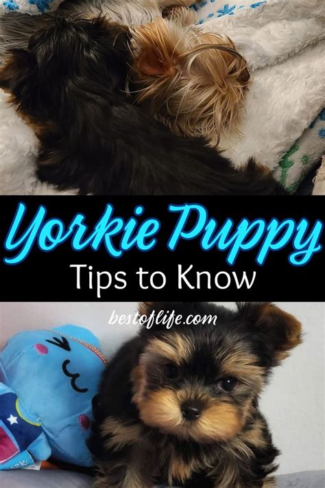 10 Yorkie Puppy Tips to Know | Yorkie puppy, Yorkie puppy training, Yorkie training