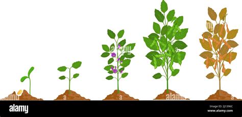 Soybean Growth Timeline