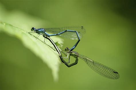 How Dragonflies Males Find and Mate with Females