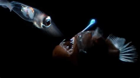 Deep Sea Creatures Exhibit Bioluminescence | Blue Planet | BBC Earth - YouTube