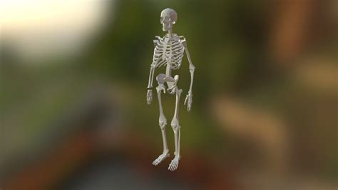 Skeleton Skin Modifier - Download Free 3D model by flipiflop [b08dbc5 ...