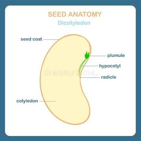 Anatomy Of Bean Seedling On Chart Stock Vector - Illustration of ...