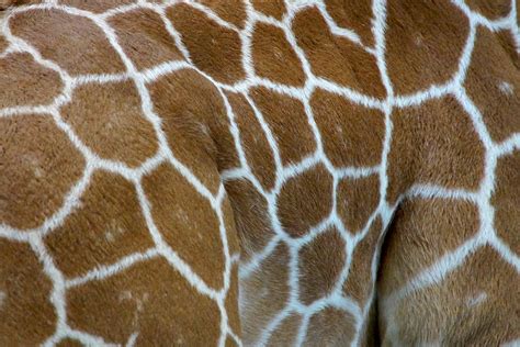 giraffe skin pattern Free Photo Download | FreeImages