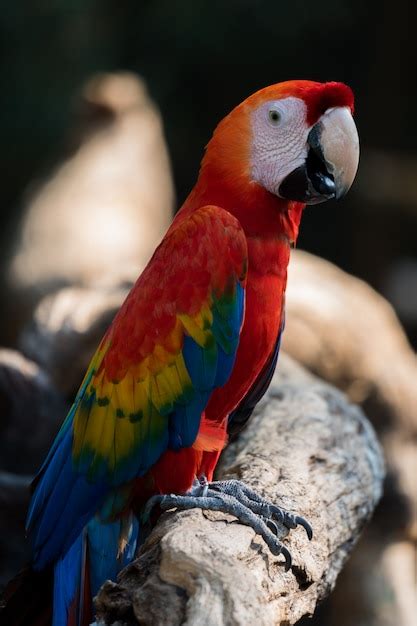 Premium Photo | Beautiful macaw parrots clsoe up