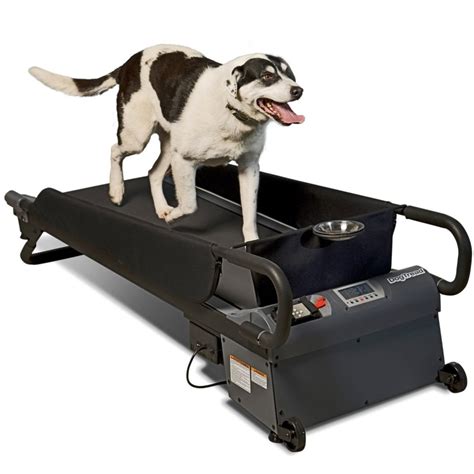 Dog Treadmill Buying Guide - Best Doggie