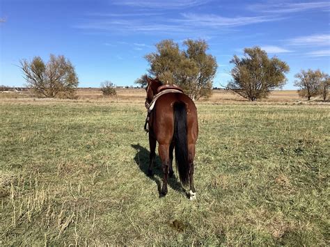 2023 Fort Worth Invitational Ranch Horse and Show | Silver Spur Ranches