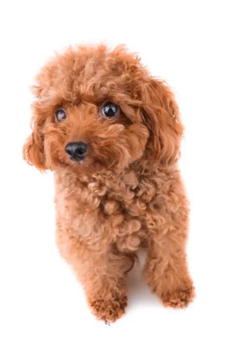 Teacup Poodle Breed Profile: Size, Temperament, Health and More ...