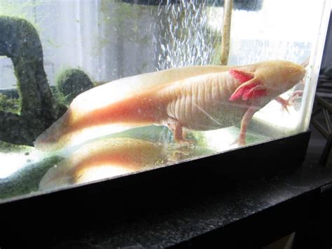 Axolotl: Care Sheet, Lifespan More (With Pictures) Pet Keen, 47% OFF