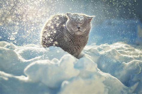 HD wallpaper: cat, snow | Wallpaper Flare