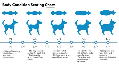 Overweight, Obesity, and Pain in Dogs: Prevention and Action Plans | VCA Animal Hospitals