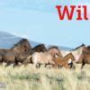 American Wild Horse Preservation 2017 Calendar Fundraising