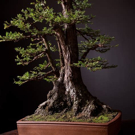 coastal redwood no. 5 | Bonsai Mirai