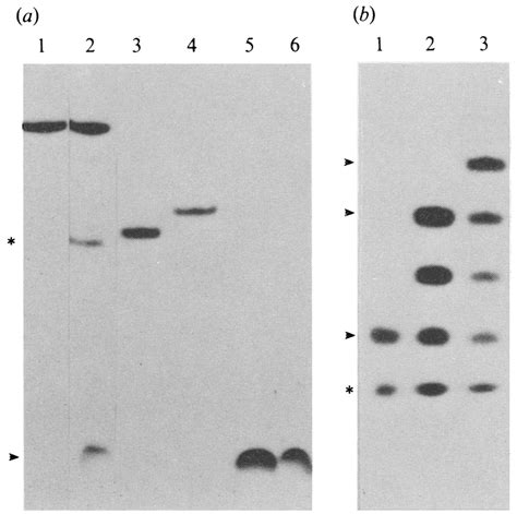 (a) T1 RNase digestion of short RNA transcripts. A 12 nucleotide ...