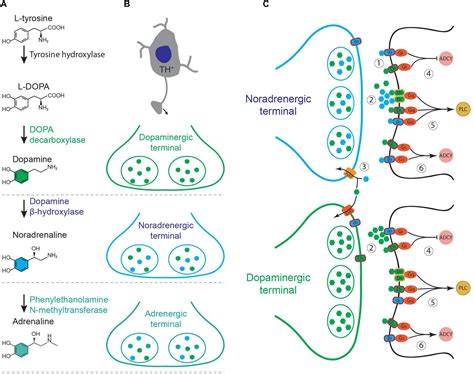 Dopamine Norepinephrine Pathway