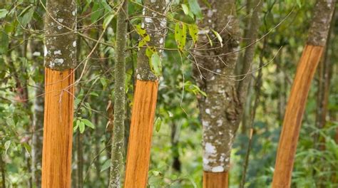 Ceylon Cinnamon Harvesting: A Labor of Love | Pure Leven