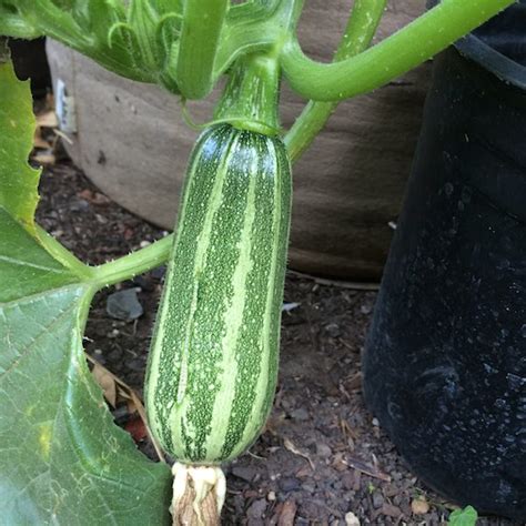 Zucchini Varieties and Types of Zucchini