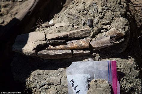 Tyrannosaur Fossil Found in Utah Is 'Most Complete Discovery in South-West Us'