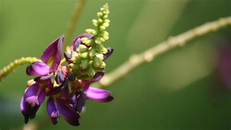 Kudzu is edible: Here's how to eat it