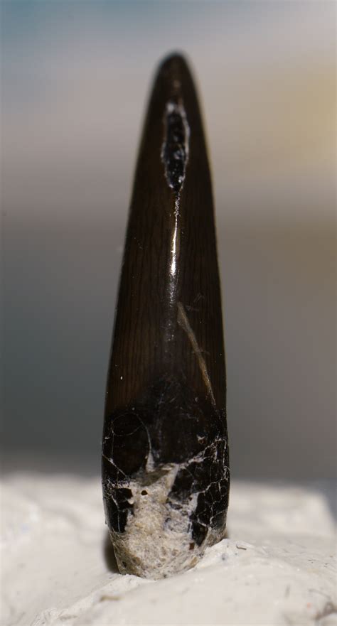 Deinonychus Tooth? - Fossil ID - The Fossil Forum