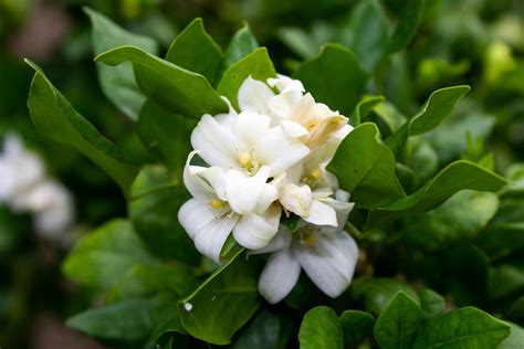 Jasmine Flower Photos Gallery | Best Flower Site