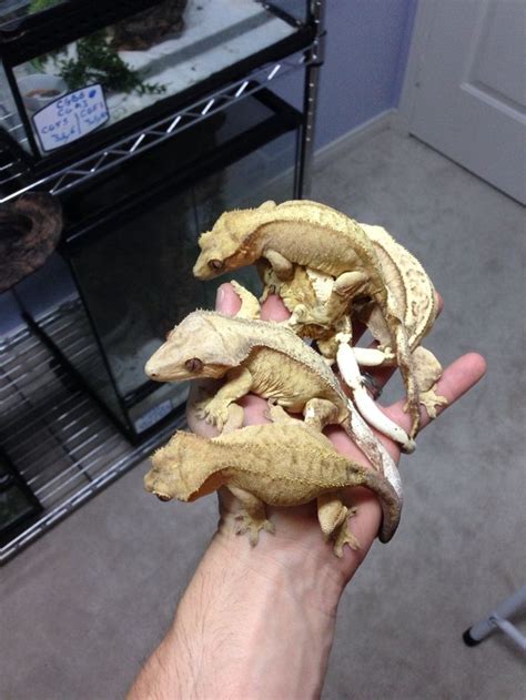 Crested Gecko Breeding group. | Crested gecko, Cute gecko, Cute reptiles