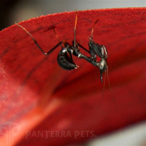 Buy Ghost Mantis (P. paradoxa) For Sale at PanTerra Pets