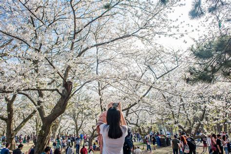 High Park cherry blossoms peak bloom expected in mid-April