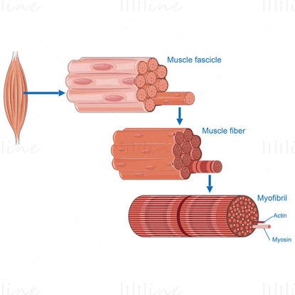 Muscles vector