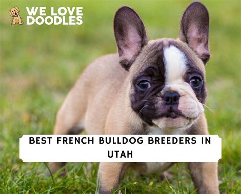 6 Best French Bulldog Breeders in Utah!