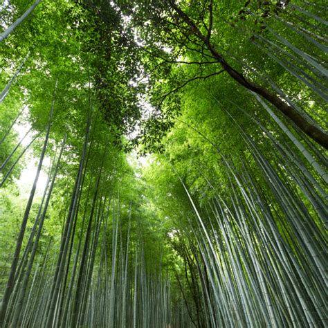 Lessons From The Growth of the Chinese Bamboo Tree - Emergent Word