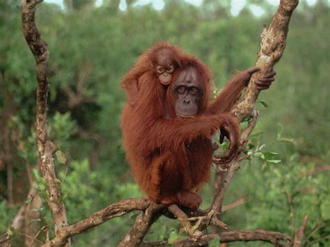 Bornean Orangutan Facts, Habitat, Diet, Life Cycle, Baby, Pictures