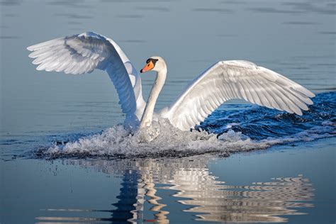 low flying swan – Stan Schaap PHOTOGRAPHY