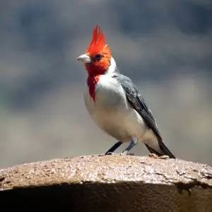 Red-Crested Cardinal - Facts, Diet, Habitat & Pictures on Animalia.bio