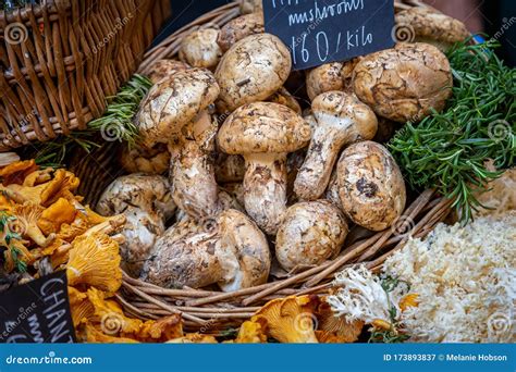 Matsutake Mushrooms stock image. Image of mushroom, cuisine - 173893837