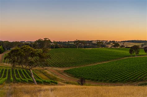 The 7 Best Adelaide Hills Wineries Featured in the 2020 YGOW Top 50 - Young Gun of Wine