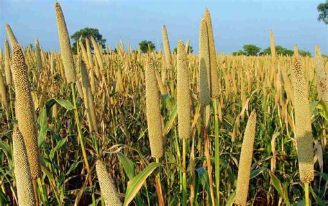 Types of Millets In India, Cultivation FAQs | Agri Farming