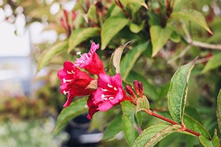 12 Weigela Varieties for a Gorgeous & Fragrant Bed - Worst Room