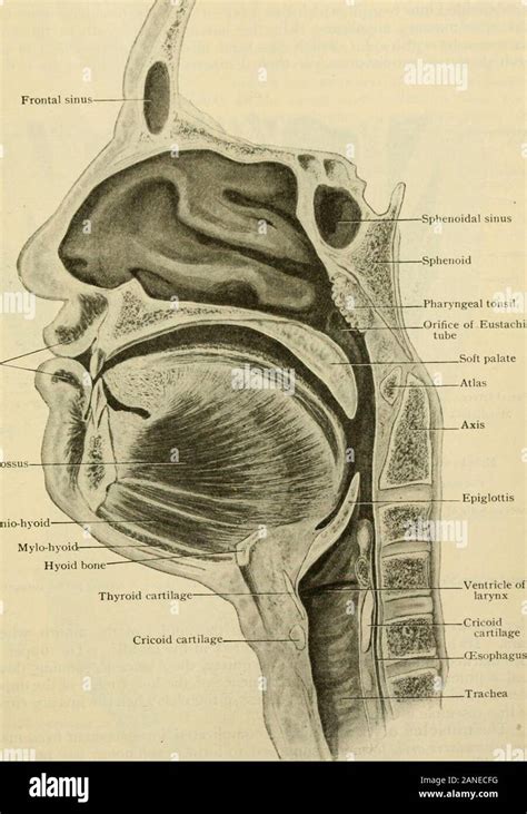 Oral vestibule hi-res stock photography and images - Alamy