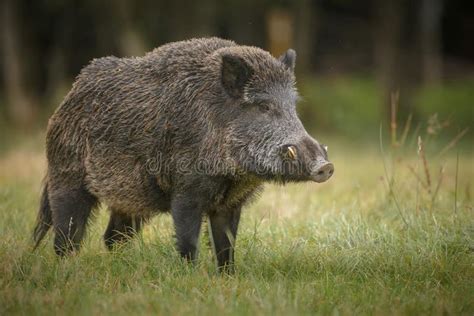 Big male boar. A large male wild boar in long grass , #affiliate, #boar ...