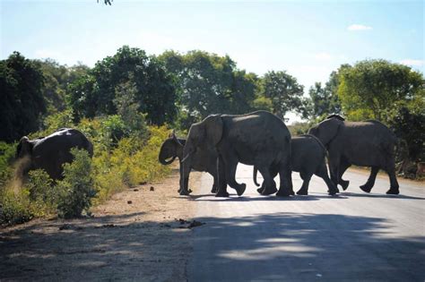 Inside South Africa's Kruger National Park • Your Ultimate Guide