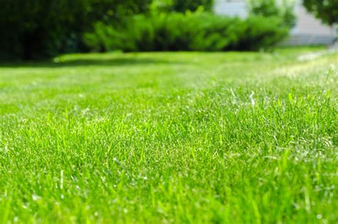 How to Maintain a Perfectly Manicured Lawn - Richerson Interiors ...