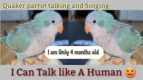 Monk Parrot Talking | Quaker Parrot Talking and Singing🦜 - YouTube